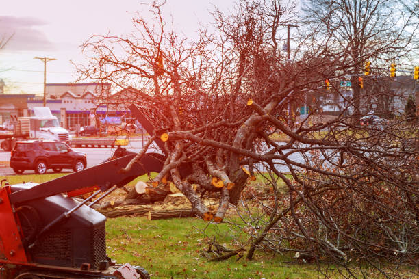 Trusted Brookside, DE Tree Removal Services Experts