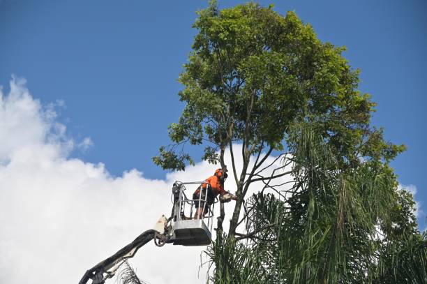 Best Residential Tree Removal  in Brooksi, DE